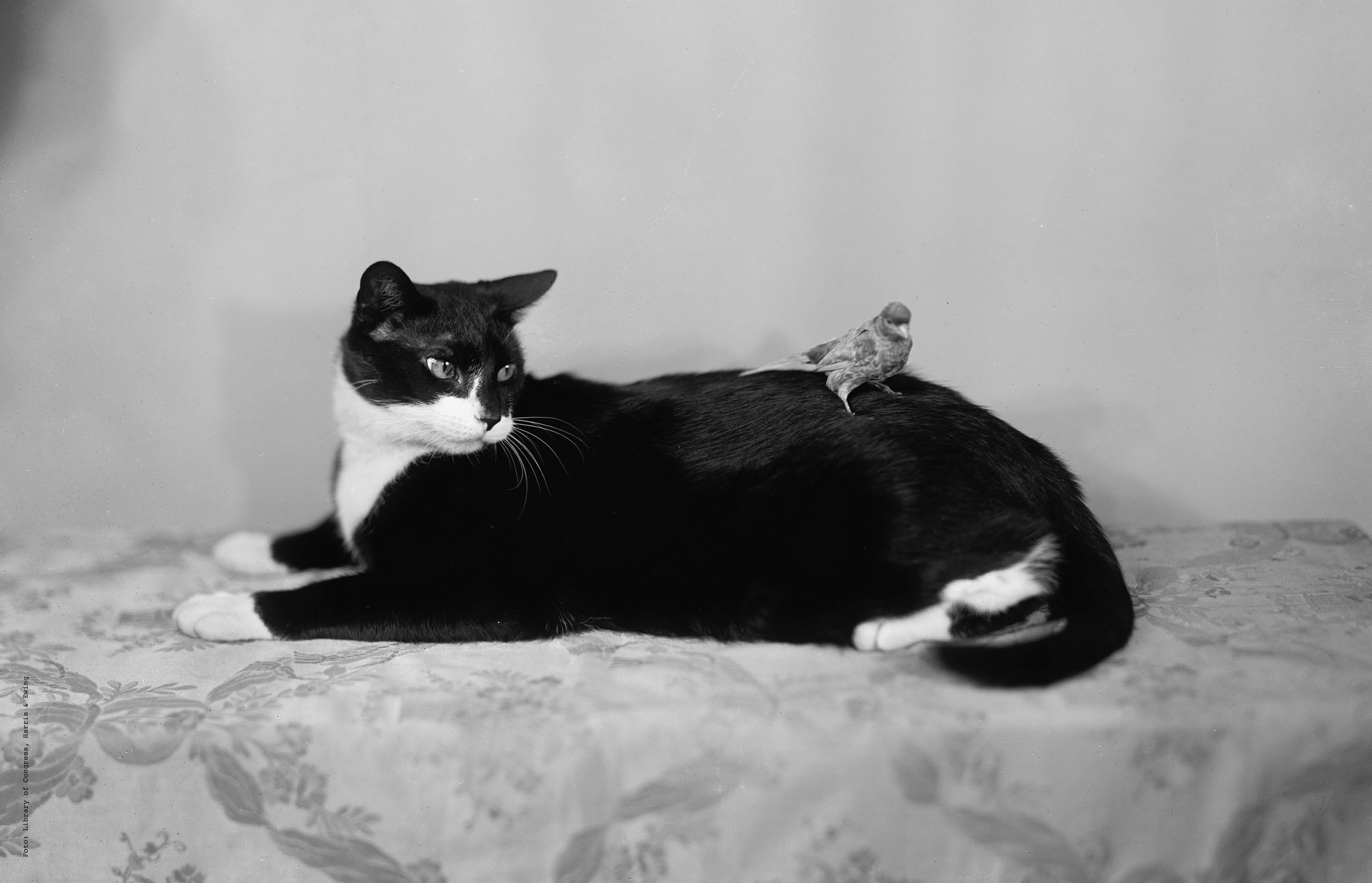 The Kurious Magazine #1